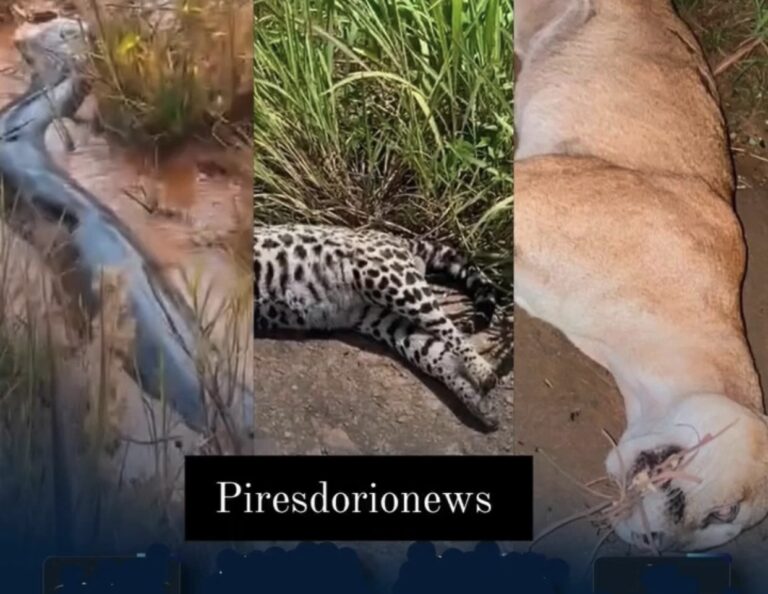 Aparição de Animais Silvestres Intriga Pesquisadores na Região da Estrada de Ferro