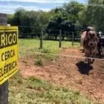 Produtor rural morre eletrocutado em cerca elétrica na zona rural de Orizona.